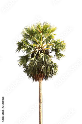 Palmyra tree isolated on white, Toddy palm, Sugar