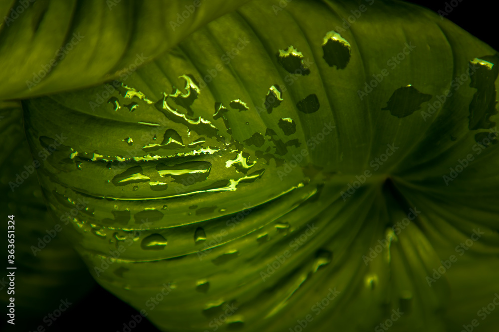 Obraz premium Beautiful green leaves pattern for nature concept. Homalomena rubescens kunth (King of Heart) for Araceae family. Nature background, Foliage nature. Selective focus.
