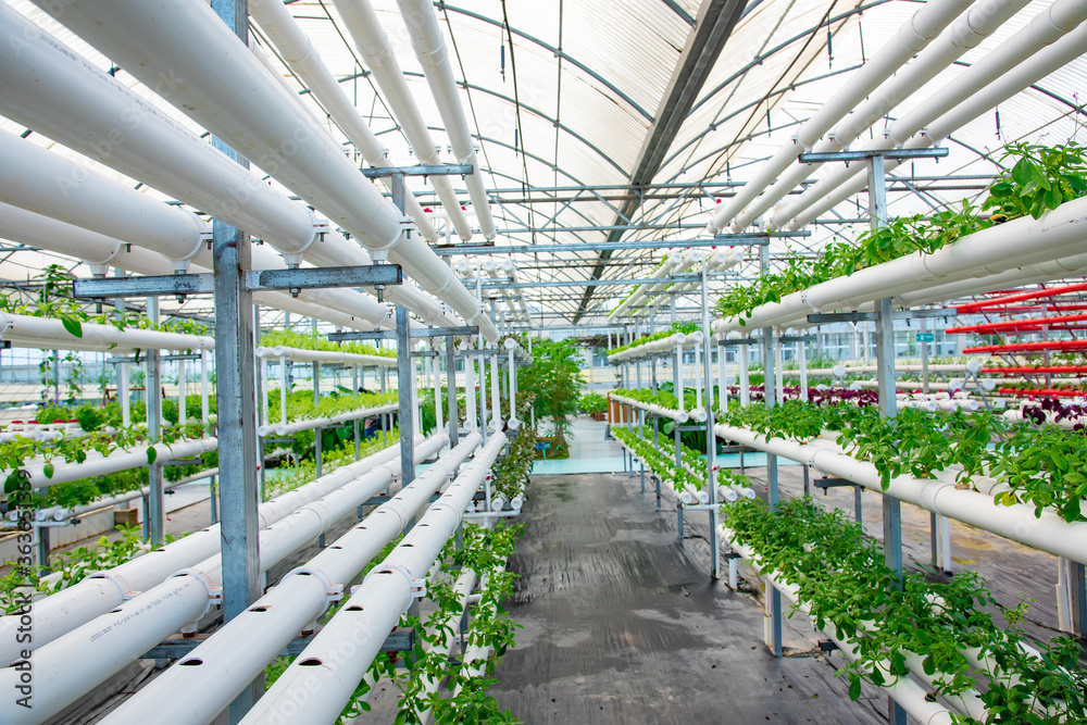 Soilless crops grown in pipes in modern greenhouses. Soilless crops grown in pipes in modern greenhouses.