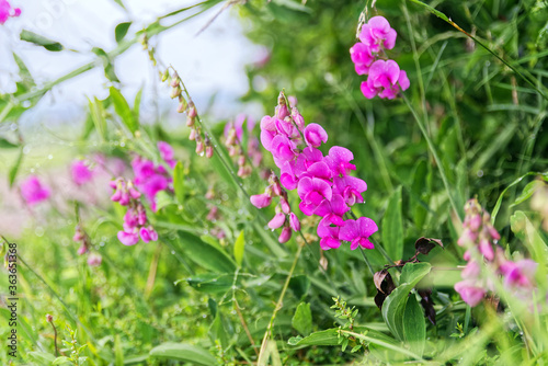 Farbenprächtige pinke Blumen mit Gras am Wegesrand