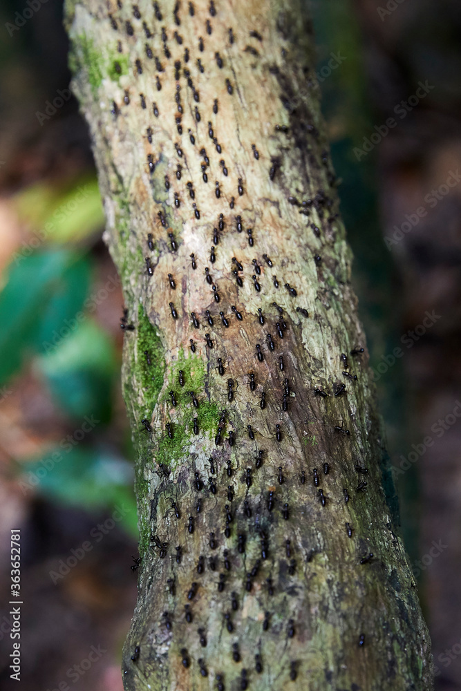 Black ants crawling quickly on tree in nature