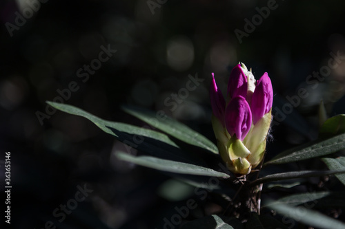  Rhododendron bud with twilight dark background 