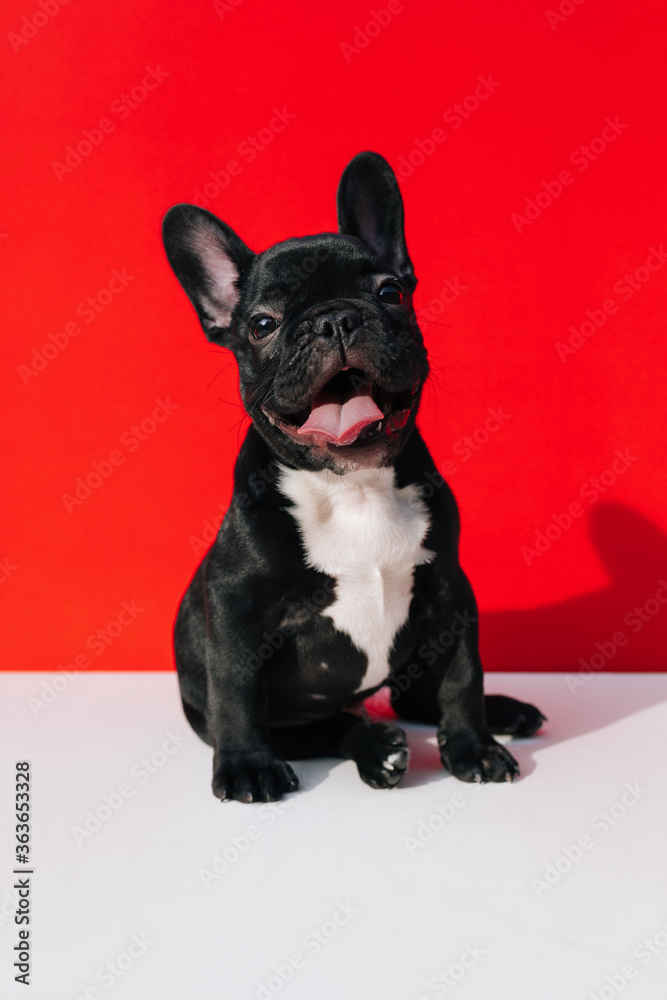 Funny Little Frenchie Funny Little Frenchie