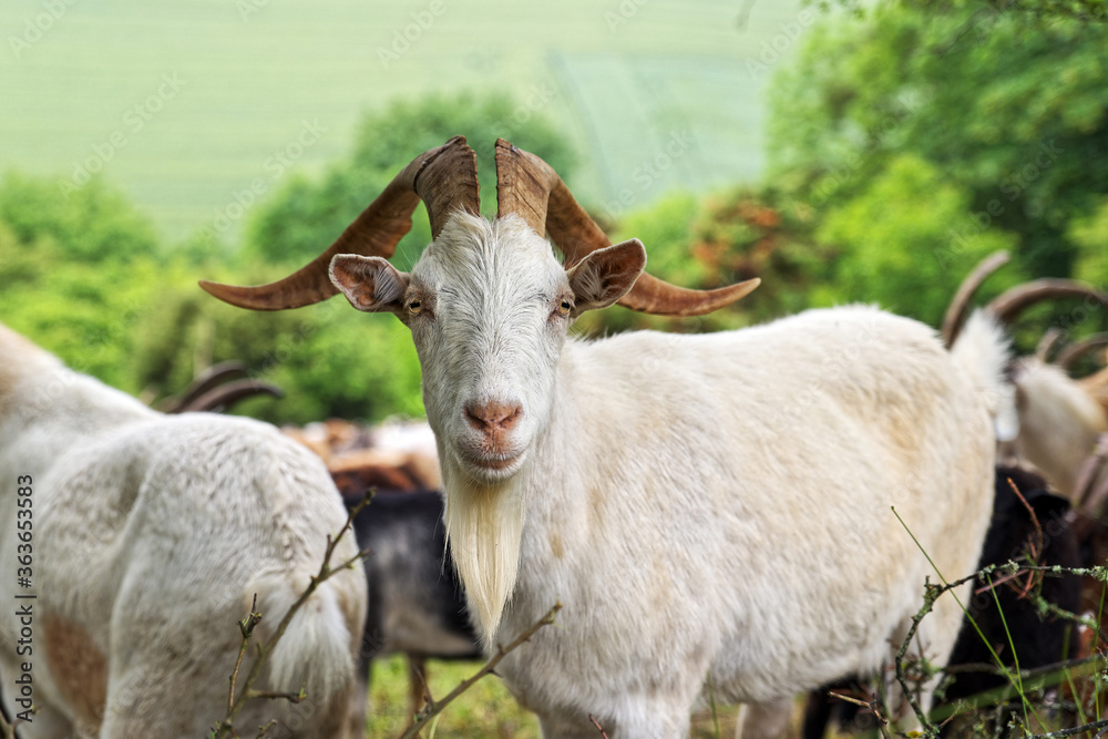 Ziegenbock auf einer Weide blickt wie ein Chef in die Kamera