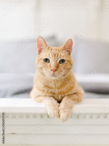Little tabby cat