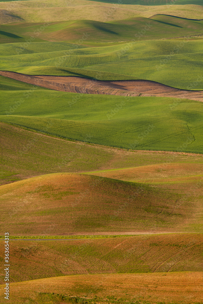 Vertical view of undulating, rolling wheat fields of the Palouse area of Washington state in spring
