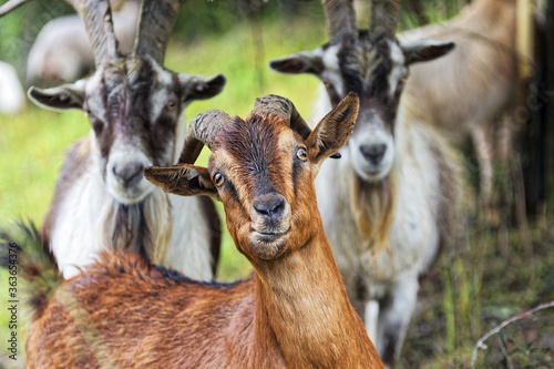 Kauende Ziege in einer Herde mit lustigem Gesichtsausdruck