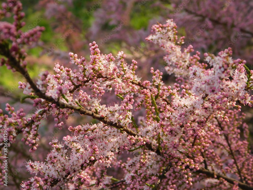 A branch of a pink Chinese tree. Bloom. Nature