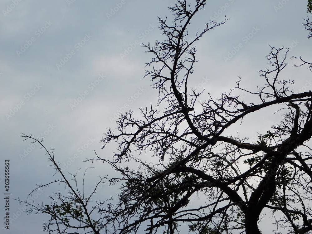 Bulky dark trees on a background of bright sky Bulky dark trees on a background of bright sky