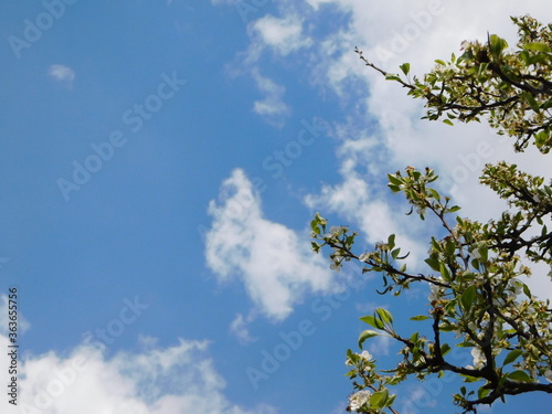 Tree branches stretch to the sky