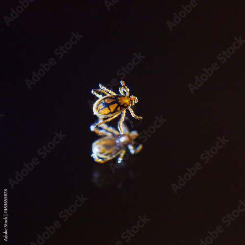 Macro photography of the Ixodida mite.Reflection in the mirror.Dark background.A dangerous parasite and vector of a deadly human infection encephalitis, tick-borne borreliosis (Lyme disease) photo