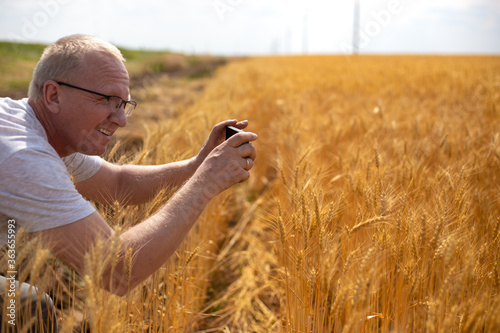 adult male agronomist makes photo of a wheat field  preparation for harvesting grain  farmland