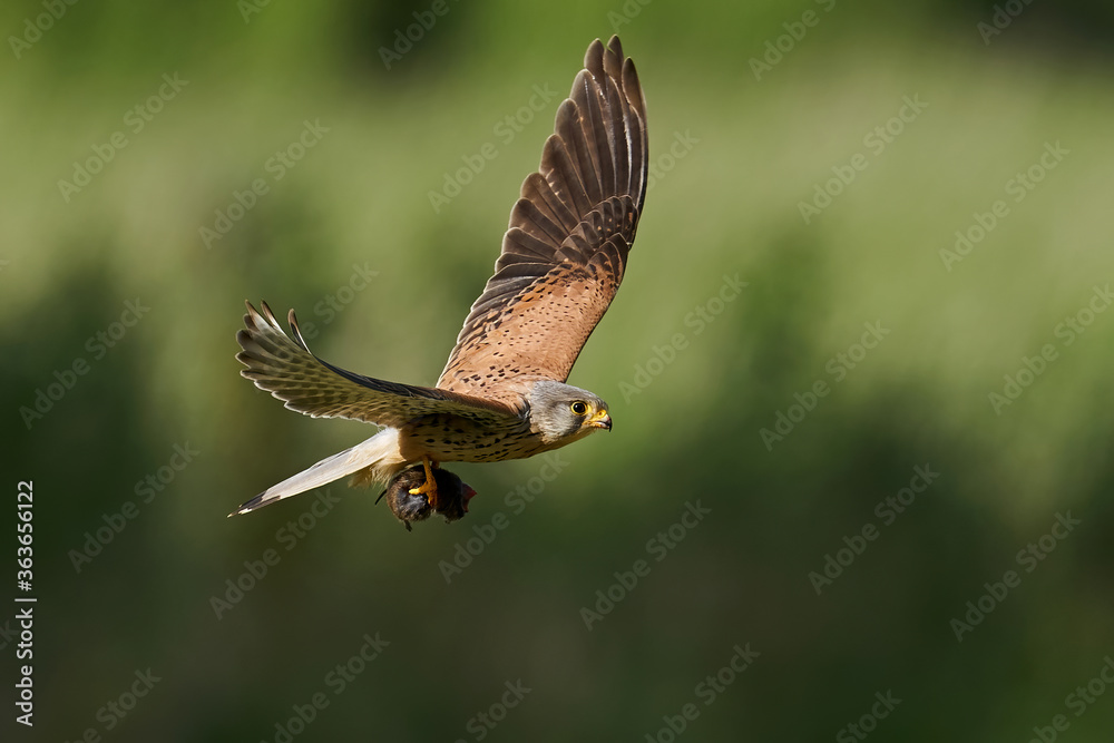 Fototapeta premium Common kestrel (Falco tinnunculus) 