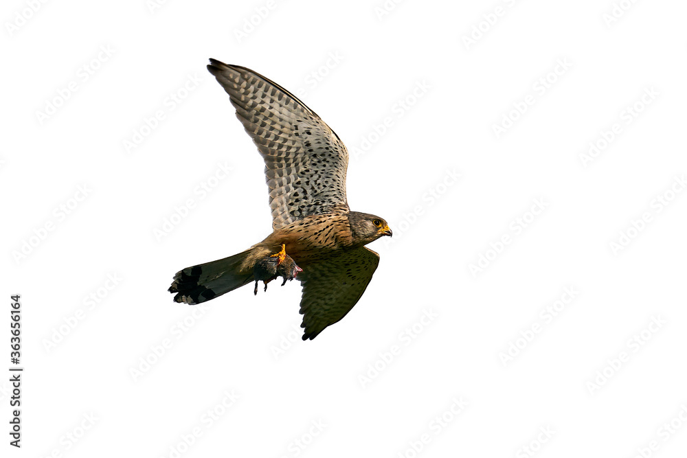 Fototapeta premium Common kestrel (Falco tinnunculus) 