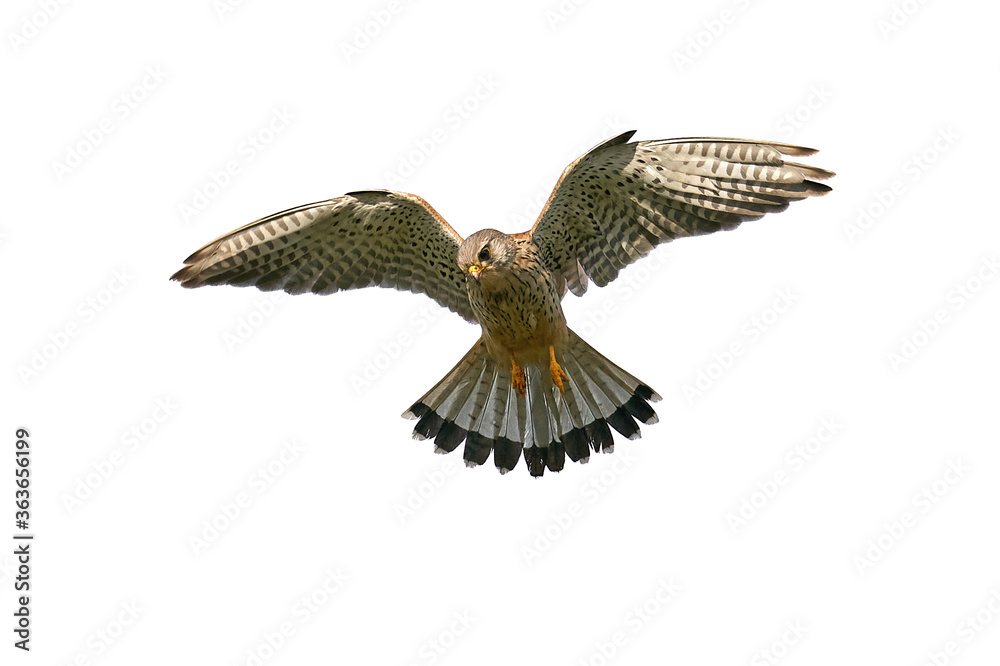 Fototapeta premium Common kestrel (Falco tinnunculus) 