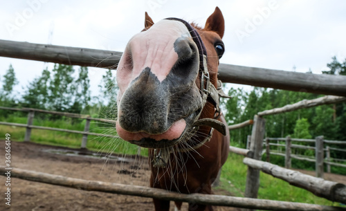 Plakat Brown horse pulls his nose