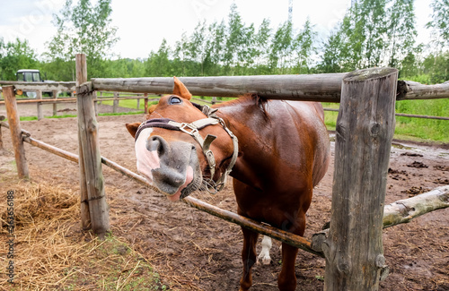 Brown horse pulls his nose