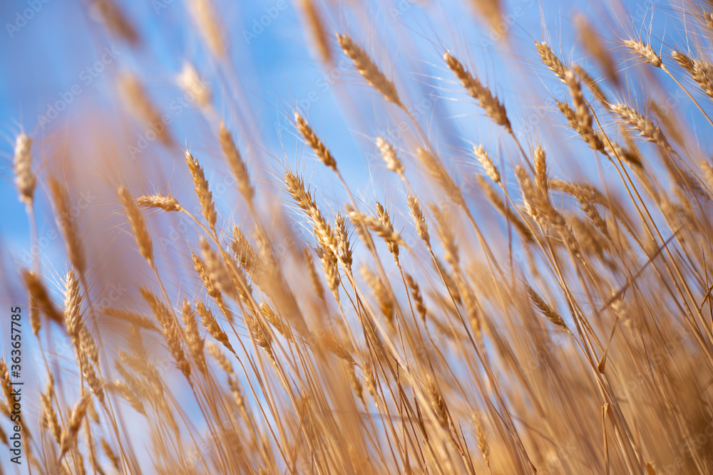 Fototapeta premium yellow dry ears of wheat against the blue sky on a sunny day, blurred focus