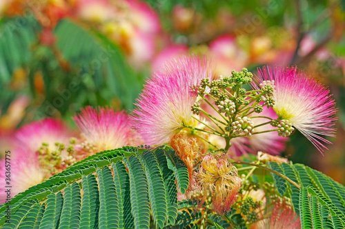 Acacia or albizia lenkoran flowers photo