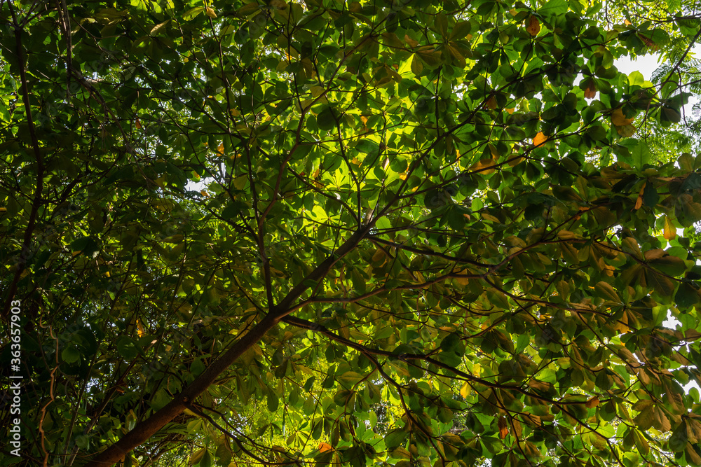 Lush foliage, green leaves and branches of a big tree