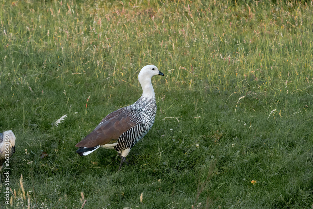 Fototapeta premium Male of Upland Goose (Chloephaga picta) in Ushuaia area, Land of Fire (Tierra del Fuego), Argentina