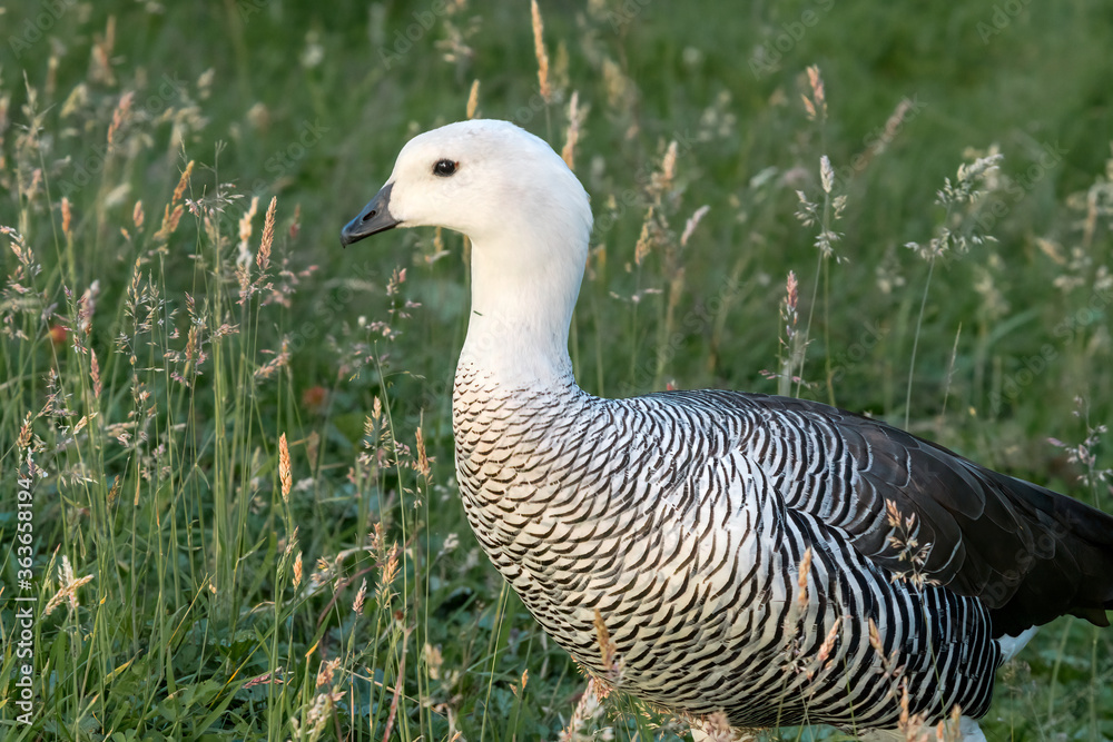 Male of Upland Goose (Chloephaga picta) in Ushuaia area, Land of Fire (Tierra del Fuego), Argentina Male of Upland Goose (Chloephaga picta) in Ushuaia area, Land of Fire (Tierra del Fuego), Argentina