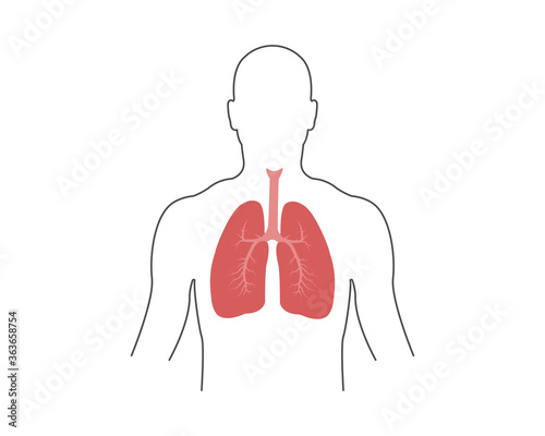 Lungs in human body illustration. Health and medicine illustration. Lungs in human anatomy