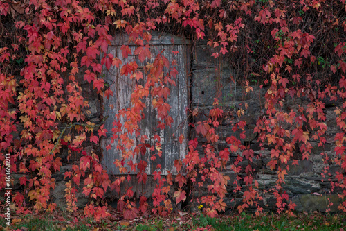 The red leaves of grapes and door. Wall of red leaves of wild grapes. Autumn natural background © Elena Fetisova