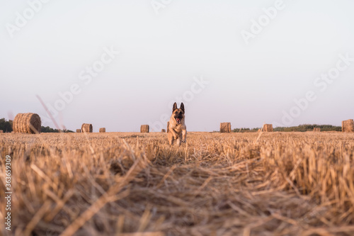 Fotografie A German shepherd runs in a freshly mown wheat field