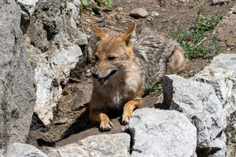 Close up of Golden Jackal Canis Aureus Close up of Golden Jackal Canis Aureus