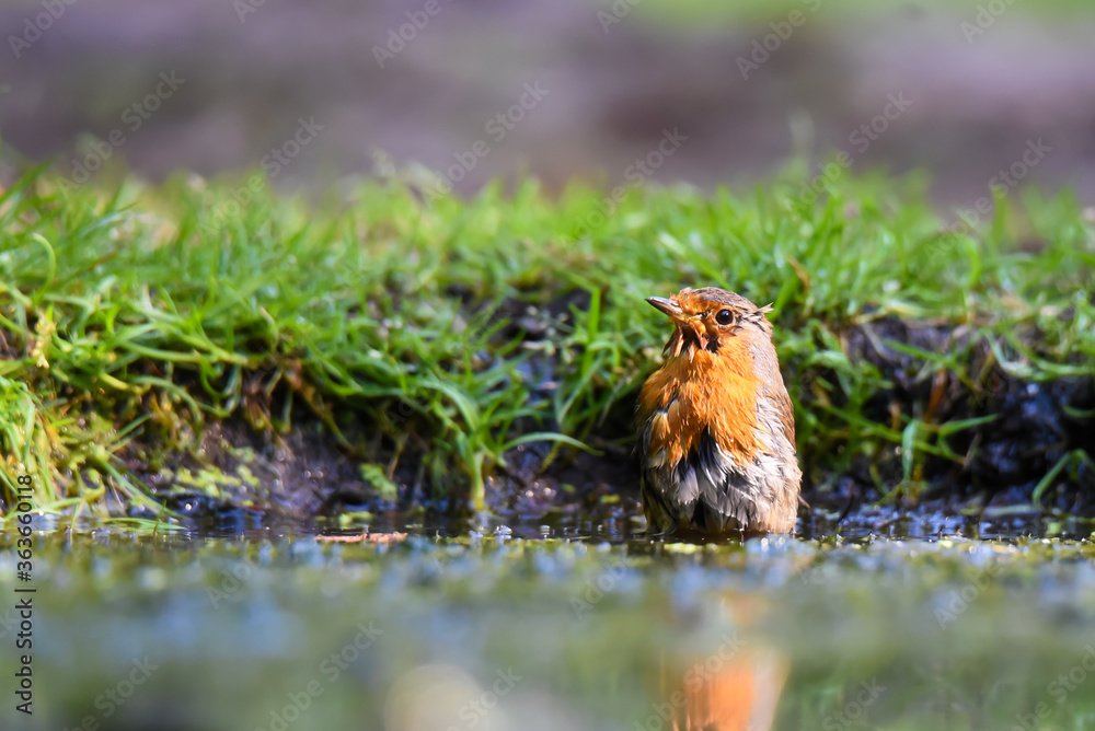 Robin taking a bath Robin taking a bath