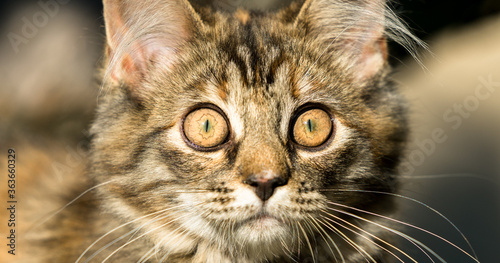 Bilde på lerret Portrait of a 4 month old mongrel cat