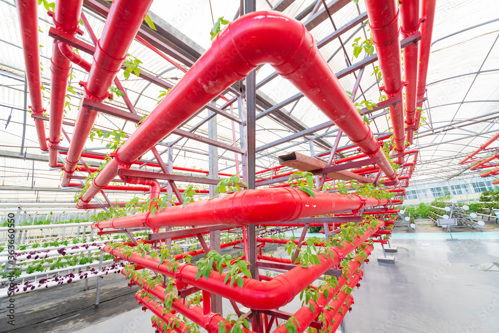 Soilless crops grown in red pipes in modern greenhouses. Soilless crops grown in red pipes in modern greenhouses.