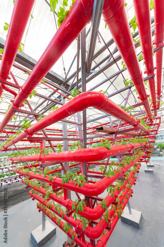 Soilless crops grown in red pipes in modern greenhouses.
