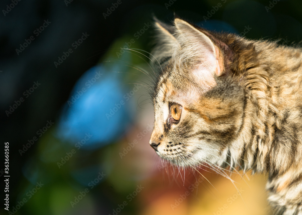 Portrait of a 4 month old mongrel cat. Latin: Felis catus. Tabby kitten climbing on tree. Her irises are dilated. She looks with wide curious eyes at the photographer. Portrait of a 4 month old mongrel cat. Latin: Felis catus. Tabby kitten climbing on tree. Her irises are dilated. She looks with wide curious eyes at the photographer.