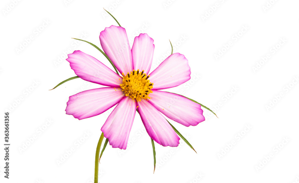 beautiful cosmea flower isolated
