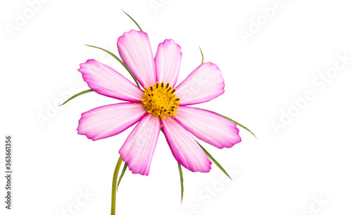 beautiful cosmea flower isolated