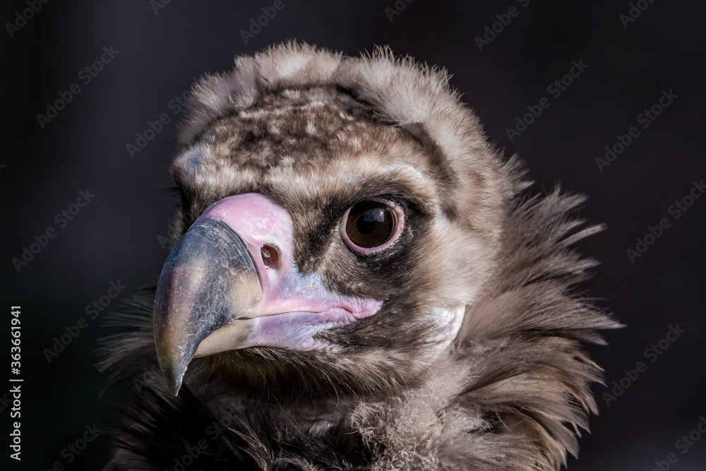 Cinereous Vulture (Aegypius monachus) in Caucasus, Republic of Dagestan, Russia Cinereous Vulture (Aegypius monachus) in Caucasus, Republic of Dagestan, Russia