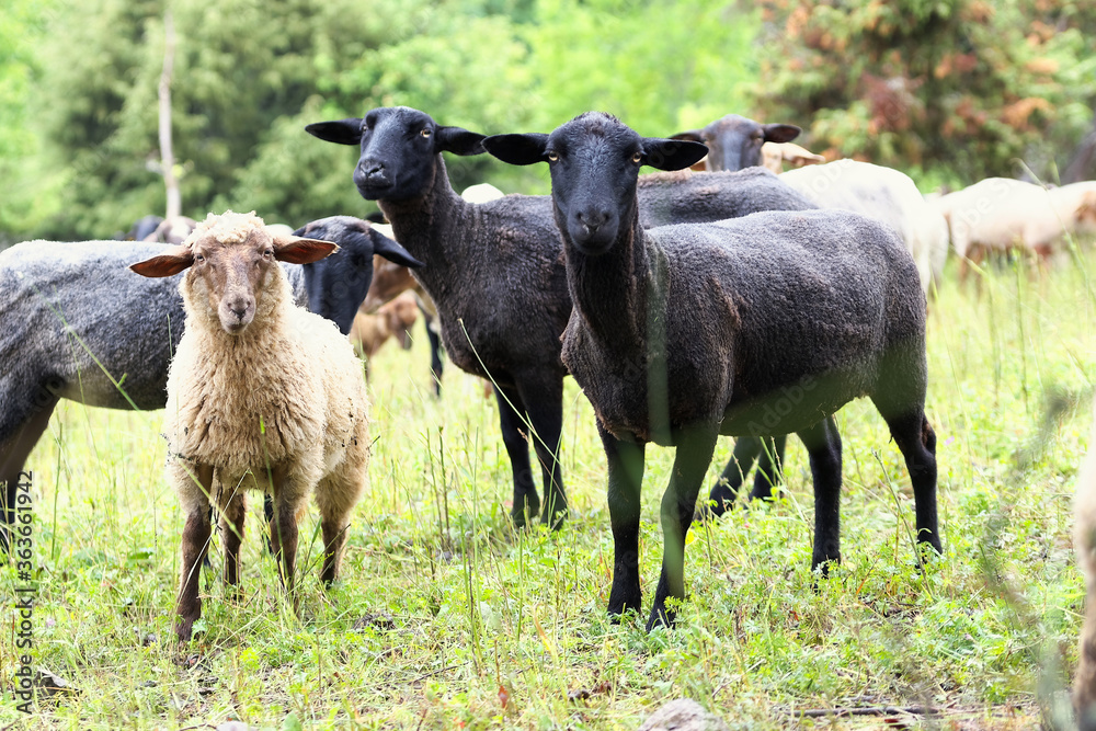 Fototapeta premium Schafe stehen als Herde auf einer Weide und blicken in die Kamera