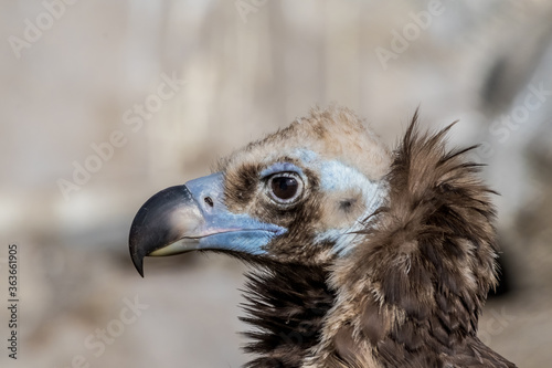 Cinereous Vulture  Aegypius monachus  in Caucasus  Republic of Dagestan  Russia