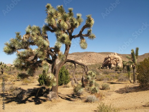 Landscape with a big yucca palm (Yucca brevifolia), Joshua Tree National Park, California, USA