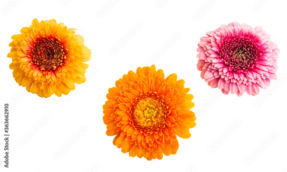 beautiful gerbera isolated beautiful gerbera isolated