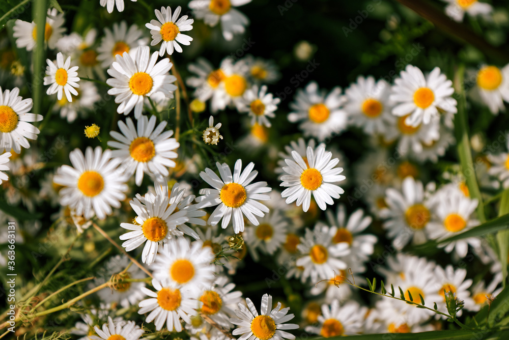 Full bloom of camomile or chamomile flowers. Daisy flower. Full bloom of camomile or chamomile flowers. Daisy flower.