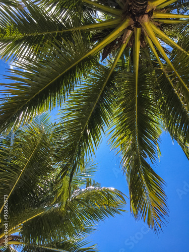 Beautiful view from the bottom up, as through the dense foliage of a coconut palm you can see the blue sky of Thailand.