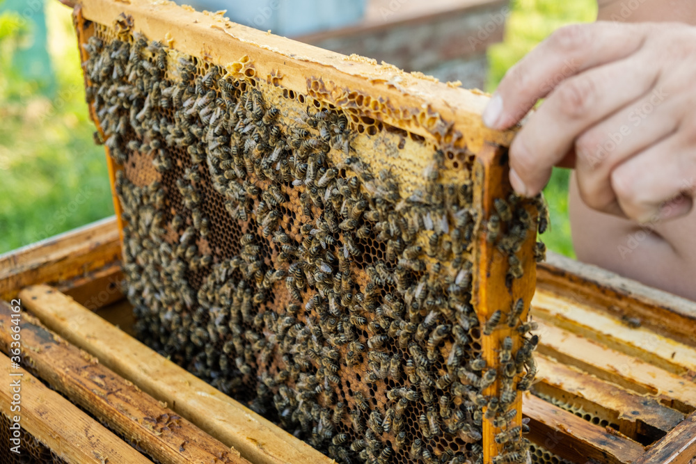 The beekeeper checks the hive. Looks at bees in the sun. The beekeeper checks the hive. Looks at bees in the sun.