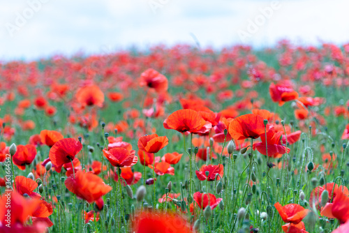Fototapeta Naklejka Na Ścianę i Meble -  Red poppy flower field. Beautiful natural landscape