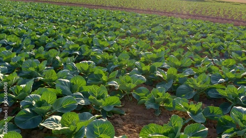 Drone flying over a field with cabbage 