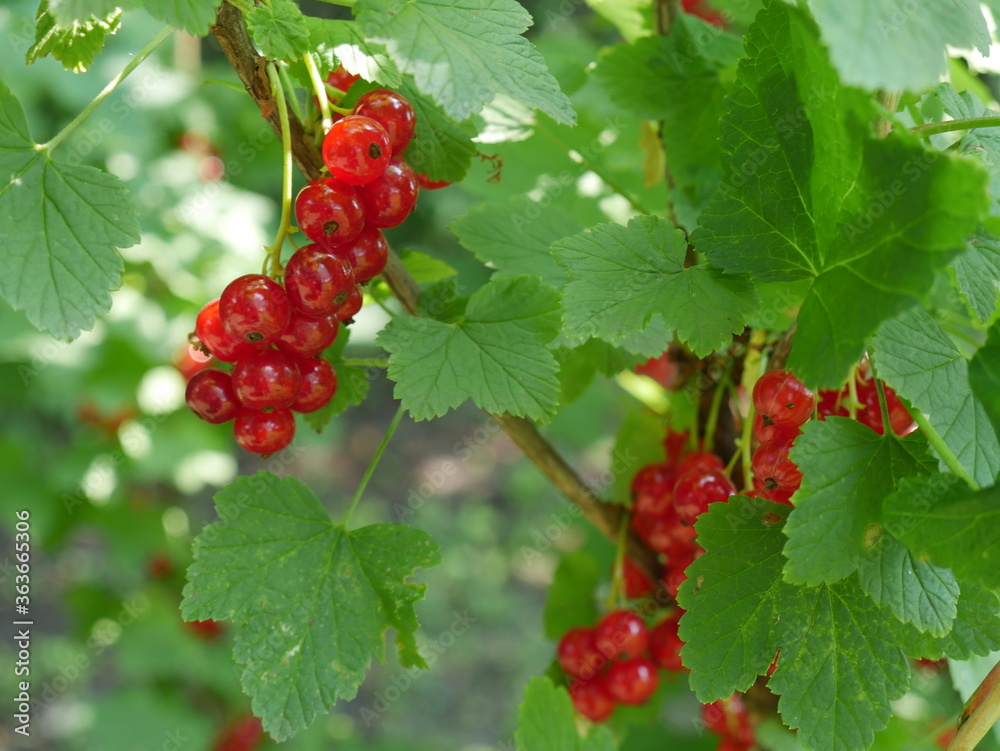 red currant berries on a branch in summer red currant berries on a branch in summer