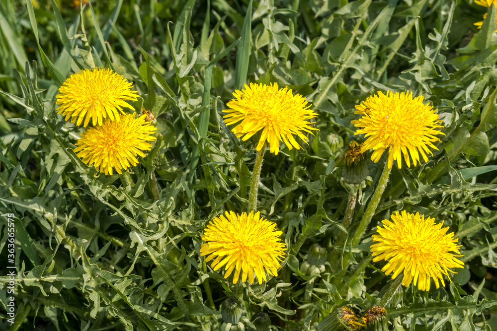Common Dandelion (Taraxacum officinale) in meadow Common Dandelion (Taraxacum officinale) in meadow