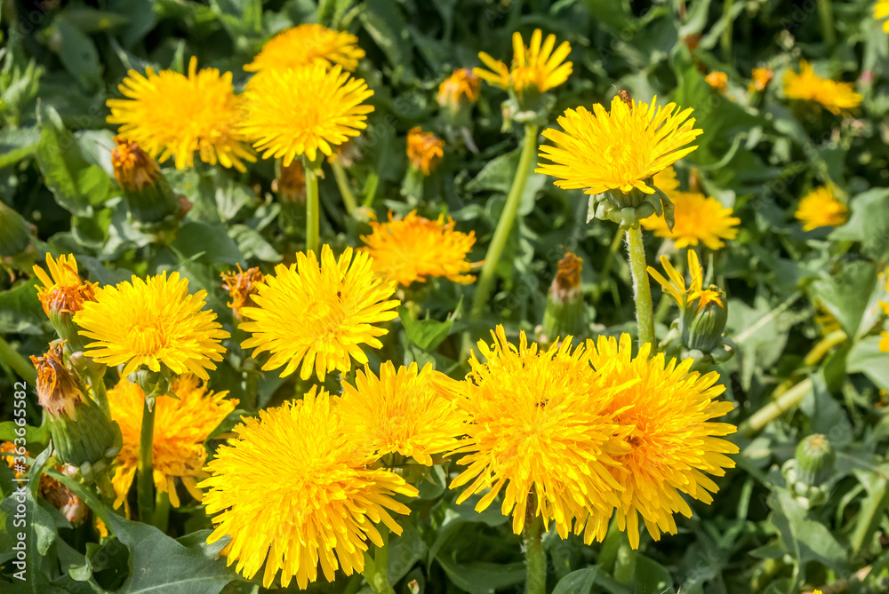 Common Dandelion (Taraxacum officinale) in meadow Common Dandelion (Taraxacum officinale) in meadow